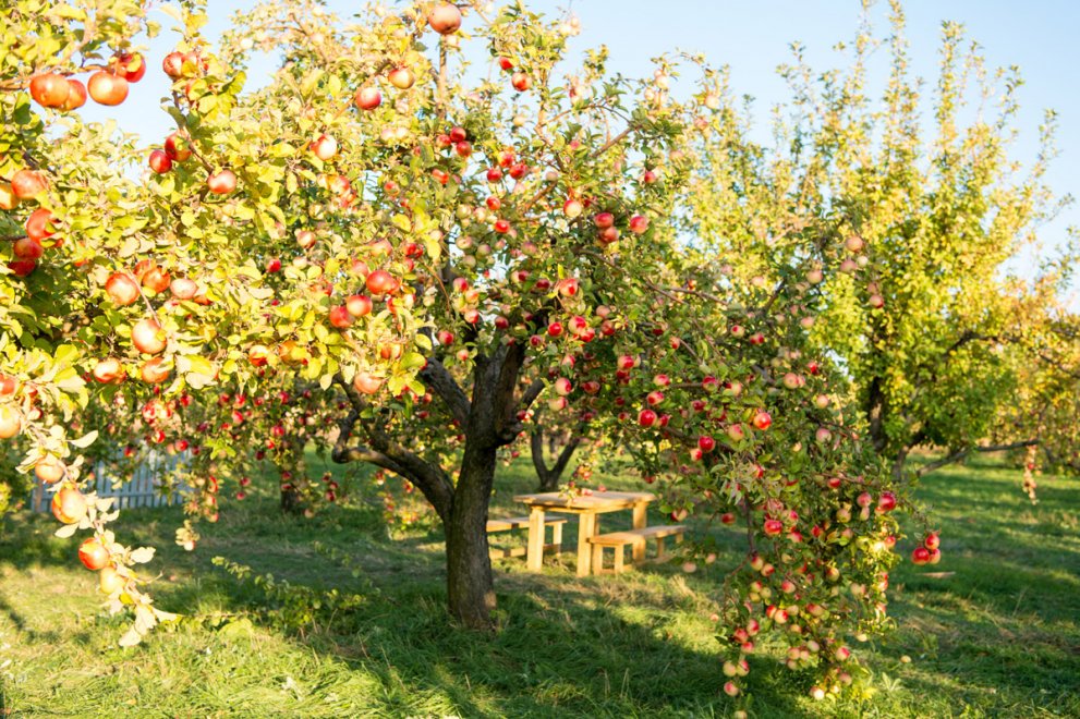 Tips on Choosing a Fruit Tree for Your Yard.jpg
